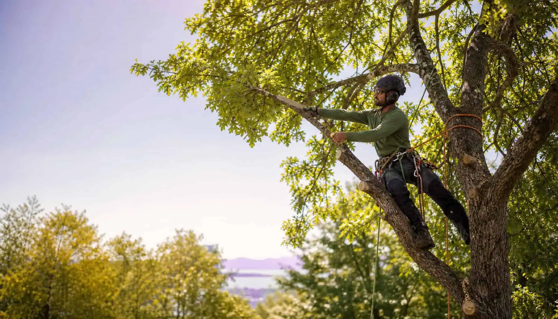 Tree Service Marketing